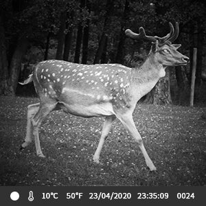 Wildlife Infrared Night Vision Motion Camera